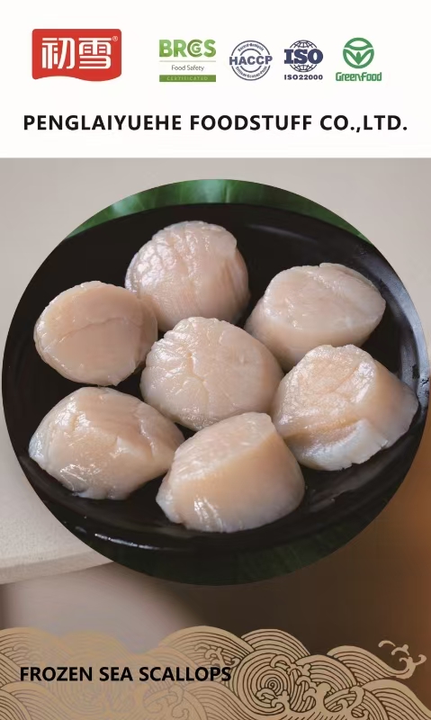 scallop