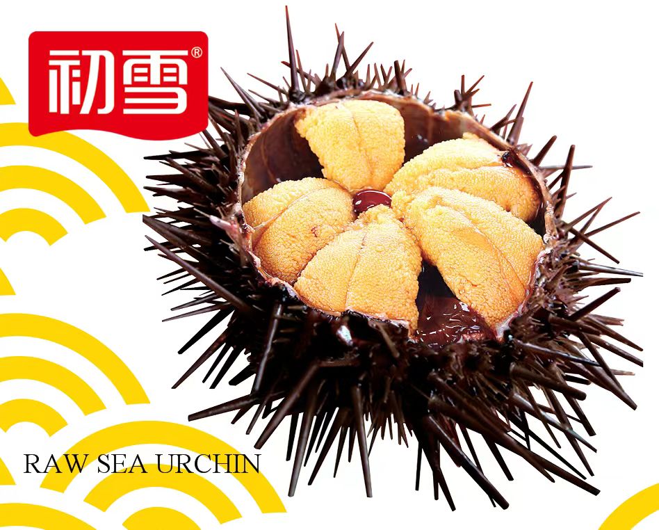 sea urchin