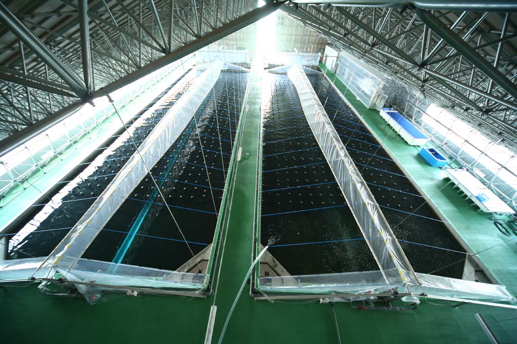 ISPS(Indoor Shrimp Production System)導入支援