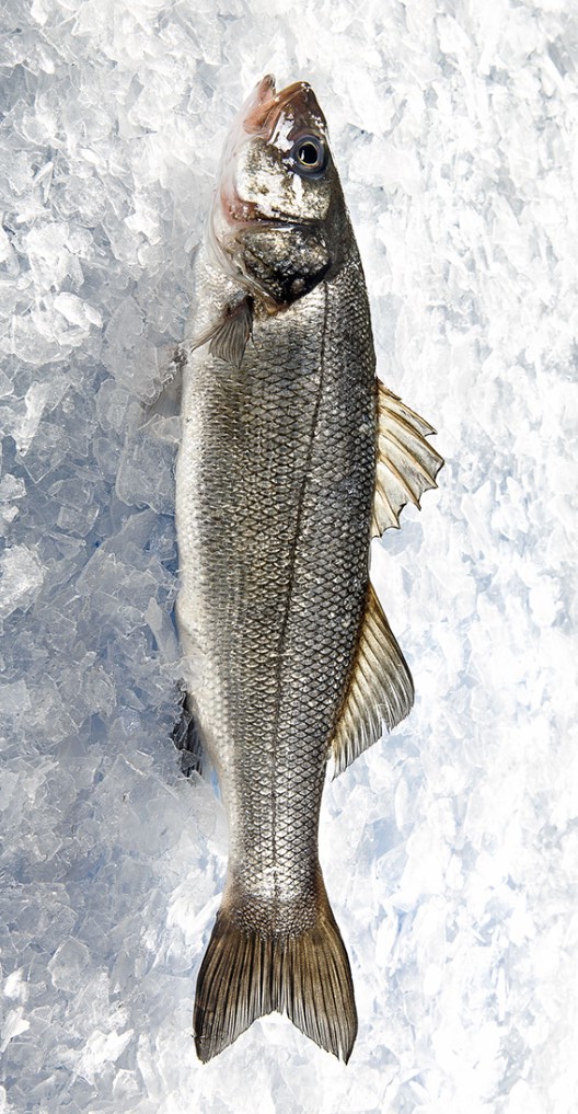 Seabass