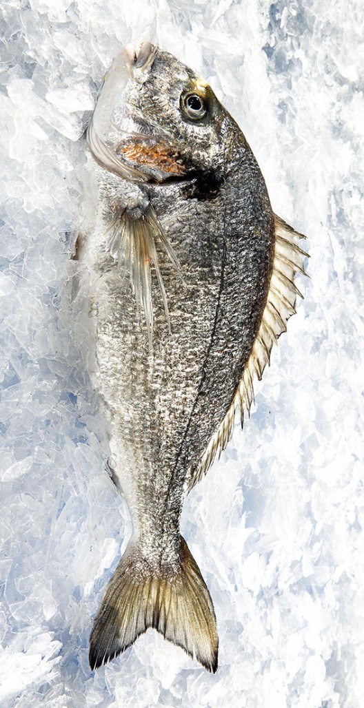 Seabream
