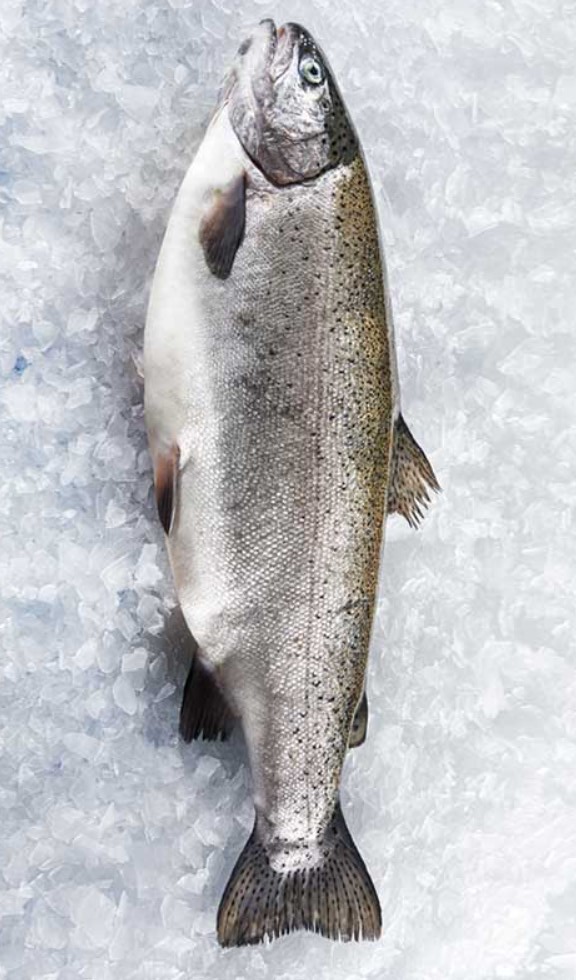 Steelhead Trout