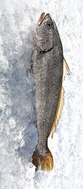 Stonebass