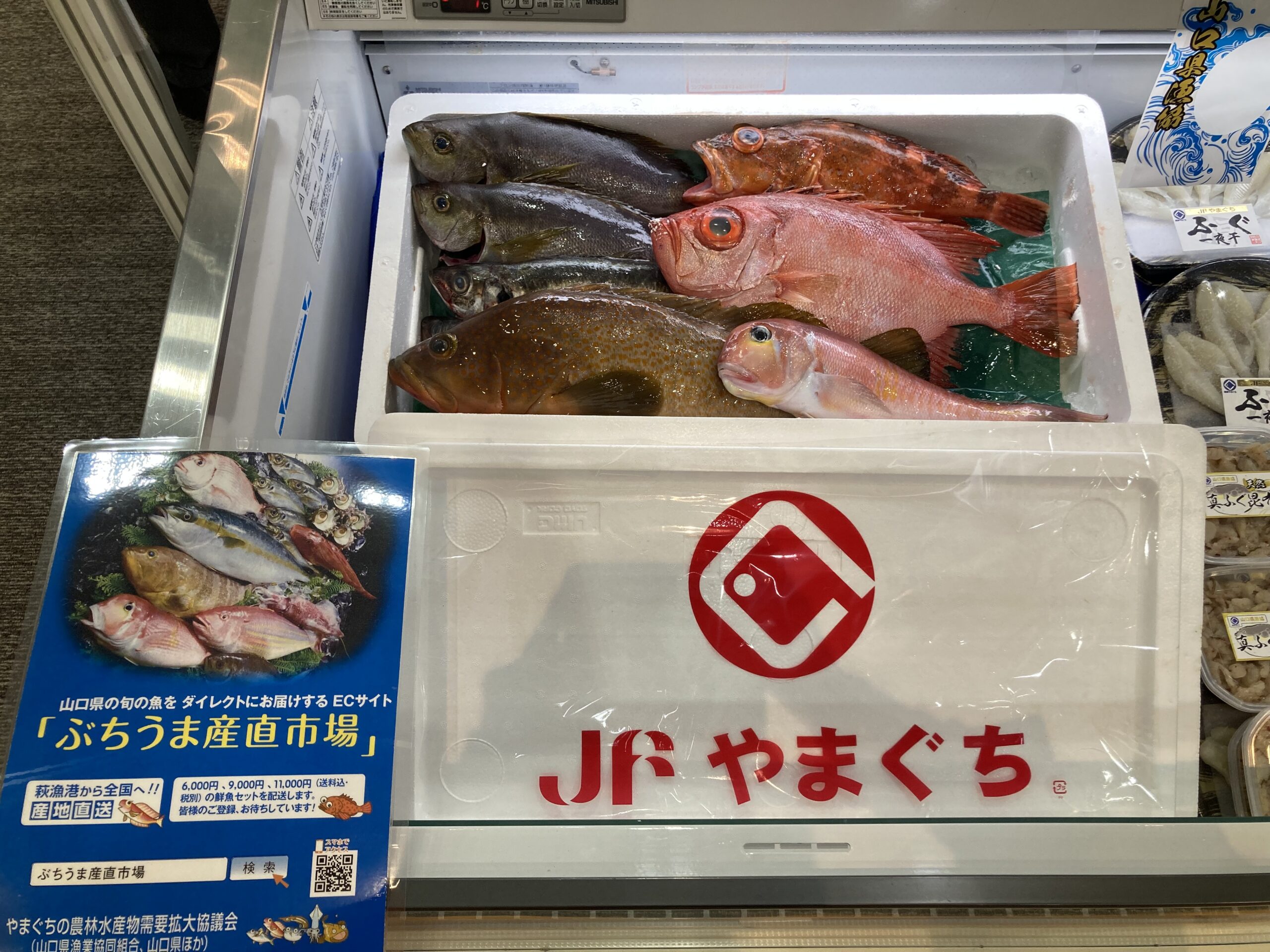 ぶちうま産直市場「鮮魚セット」
