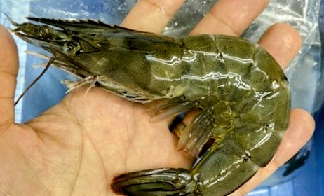 しろあし海老(バナメイエビ)