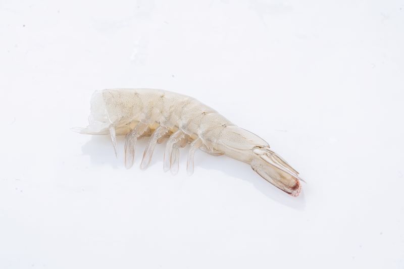 生の冷凍頭付き殻付きエビ