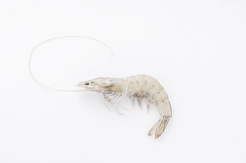 生の冷凍頭付き殻付きエビ