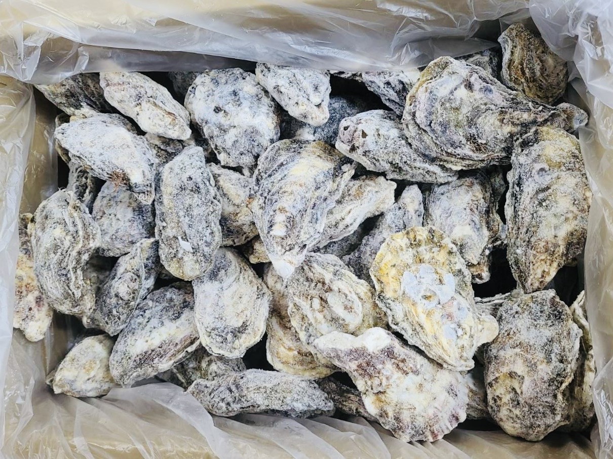 冷凍殻付き牡蠣　各種