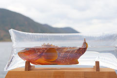 活魚パック「隠岐の活魚」