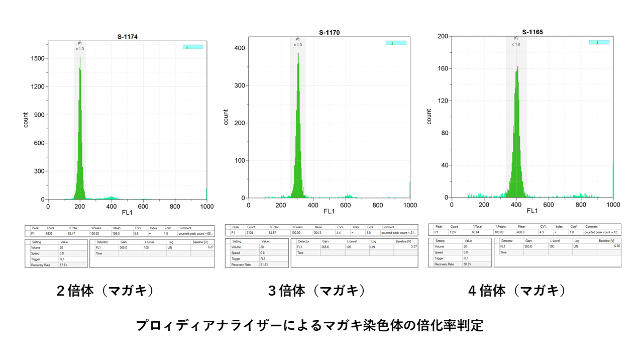 マガキ三倍体種苗