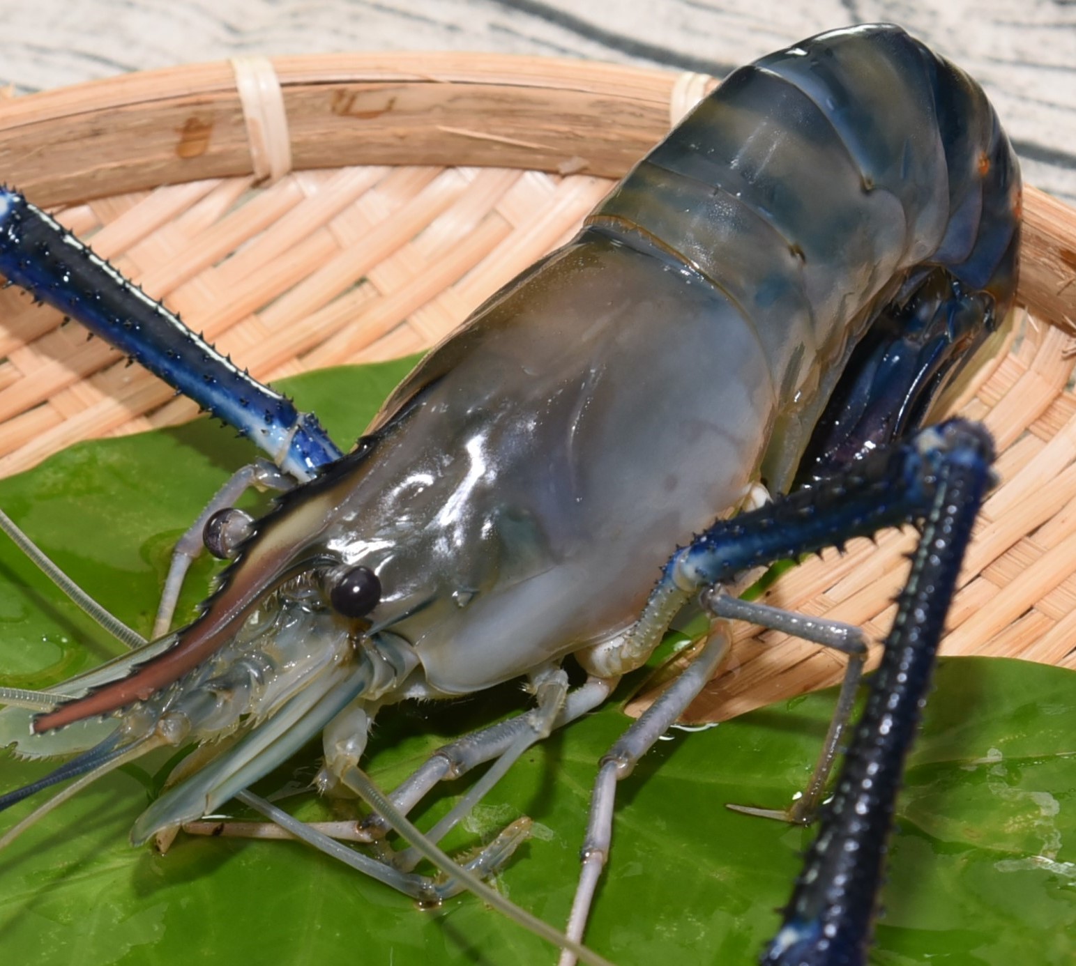オニテナエビ