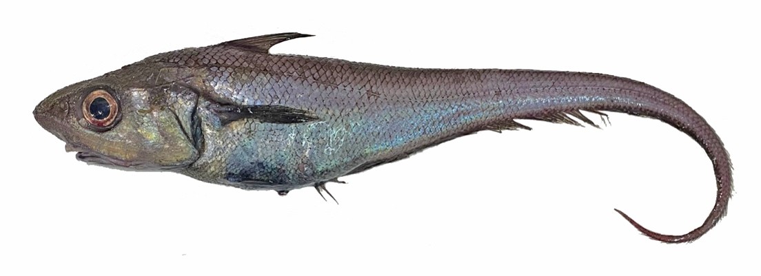 深海性の低・未利用魚の紹介(試食有)