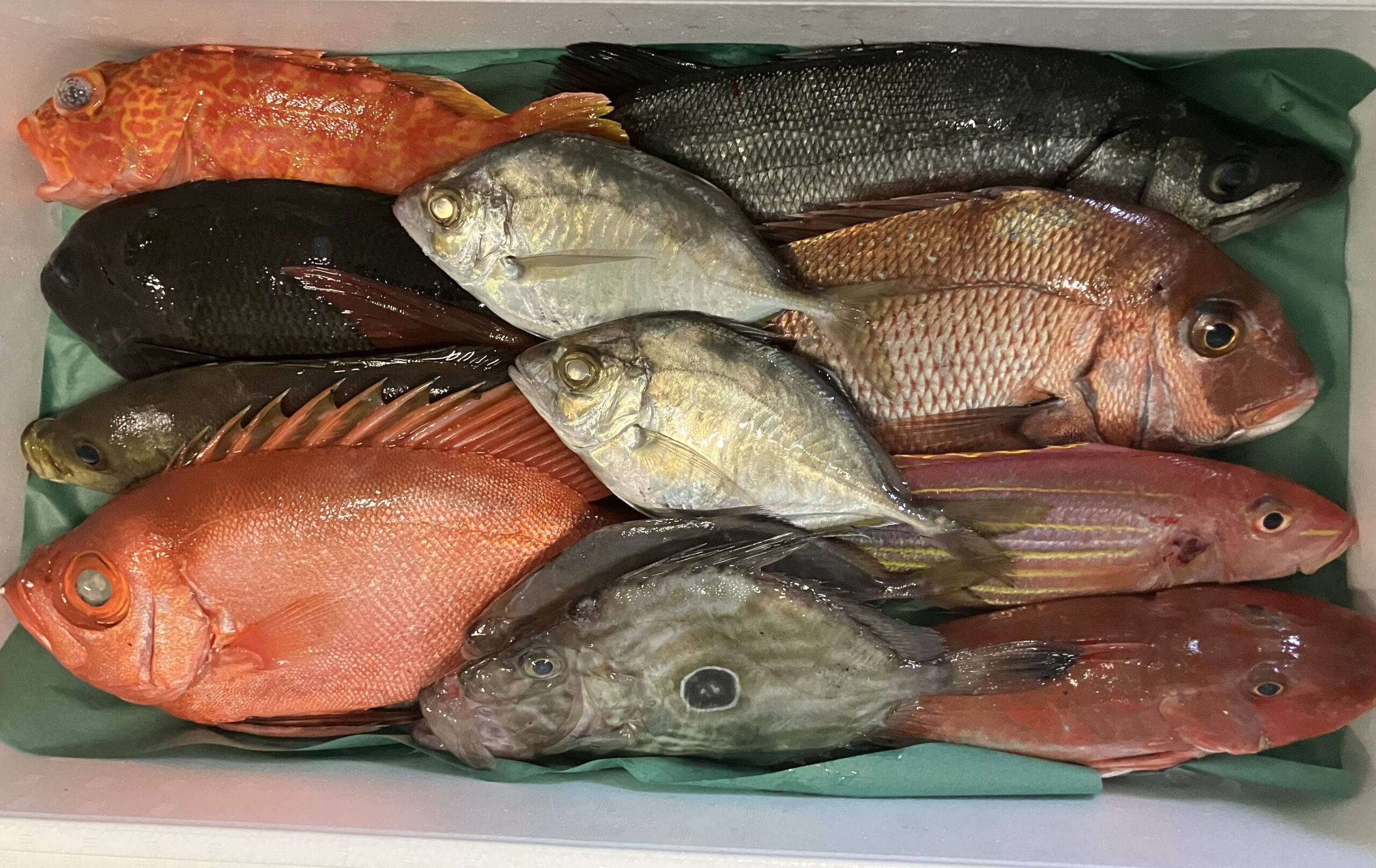 鮮魚BOX