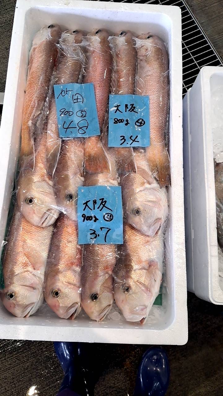 白甘鯛