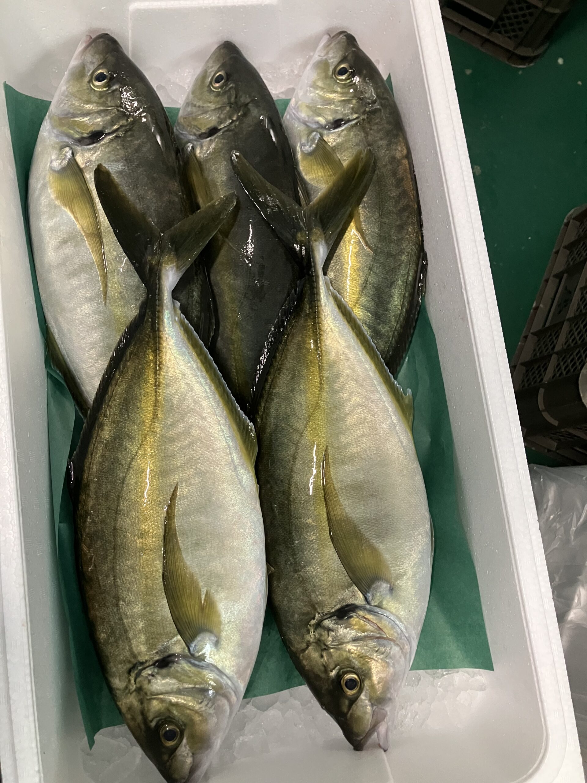 養殖シマアジ