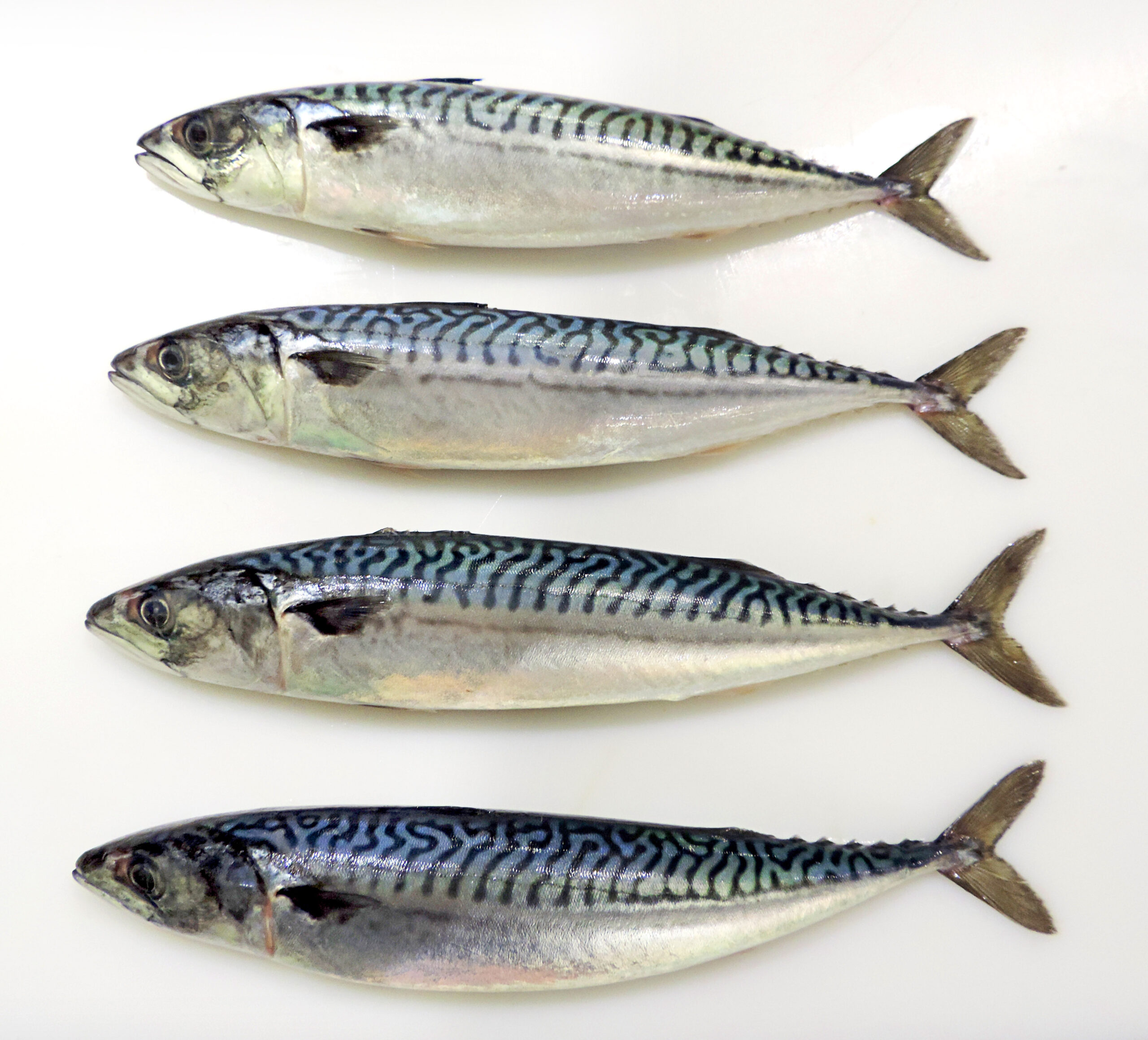 Mackerel (Saba)