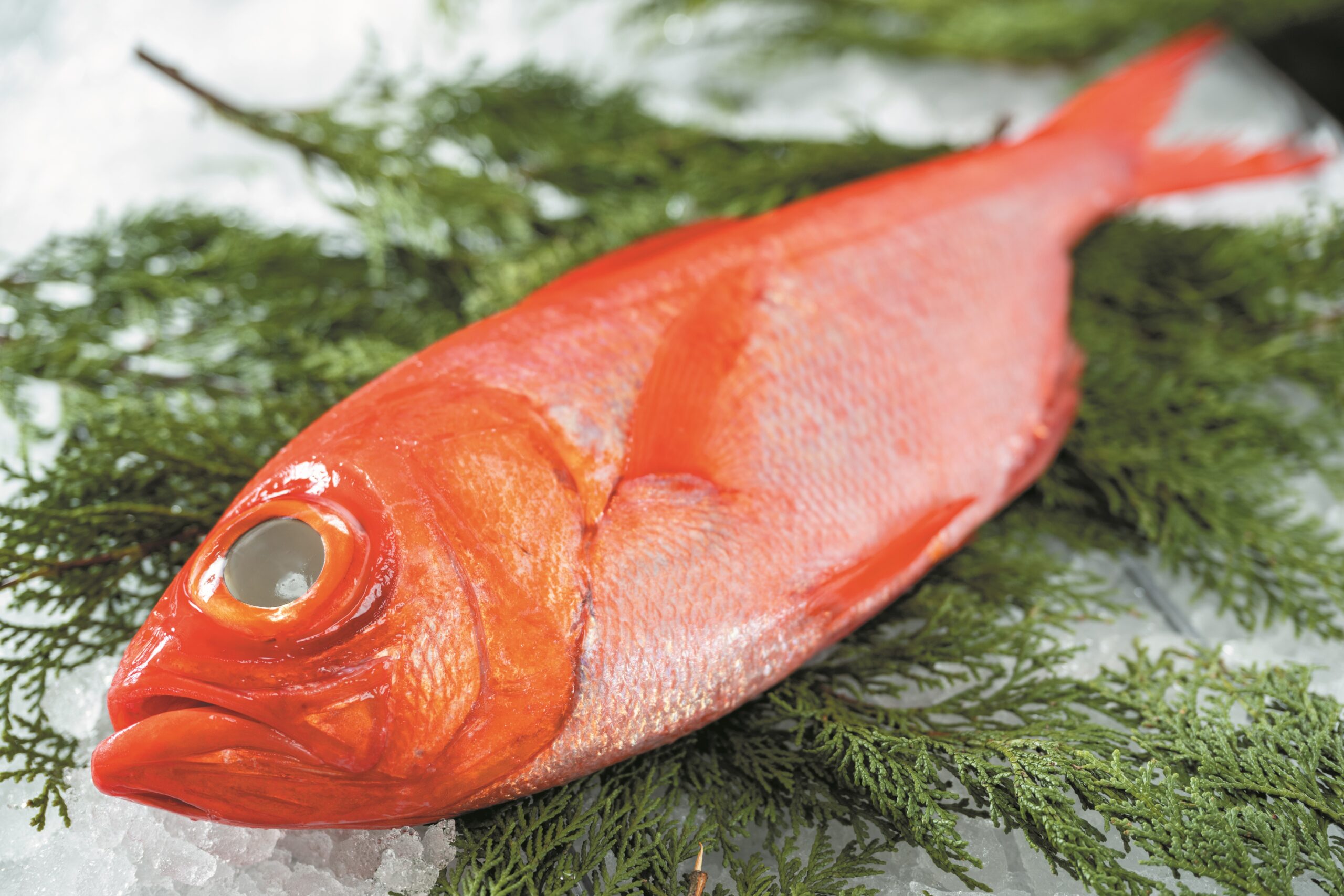 東京都産鮮魚