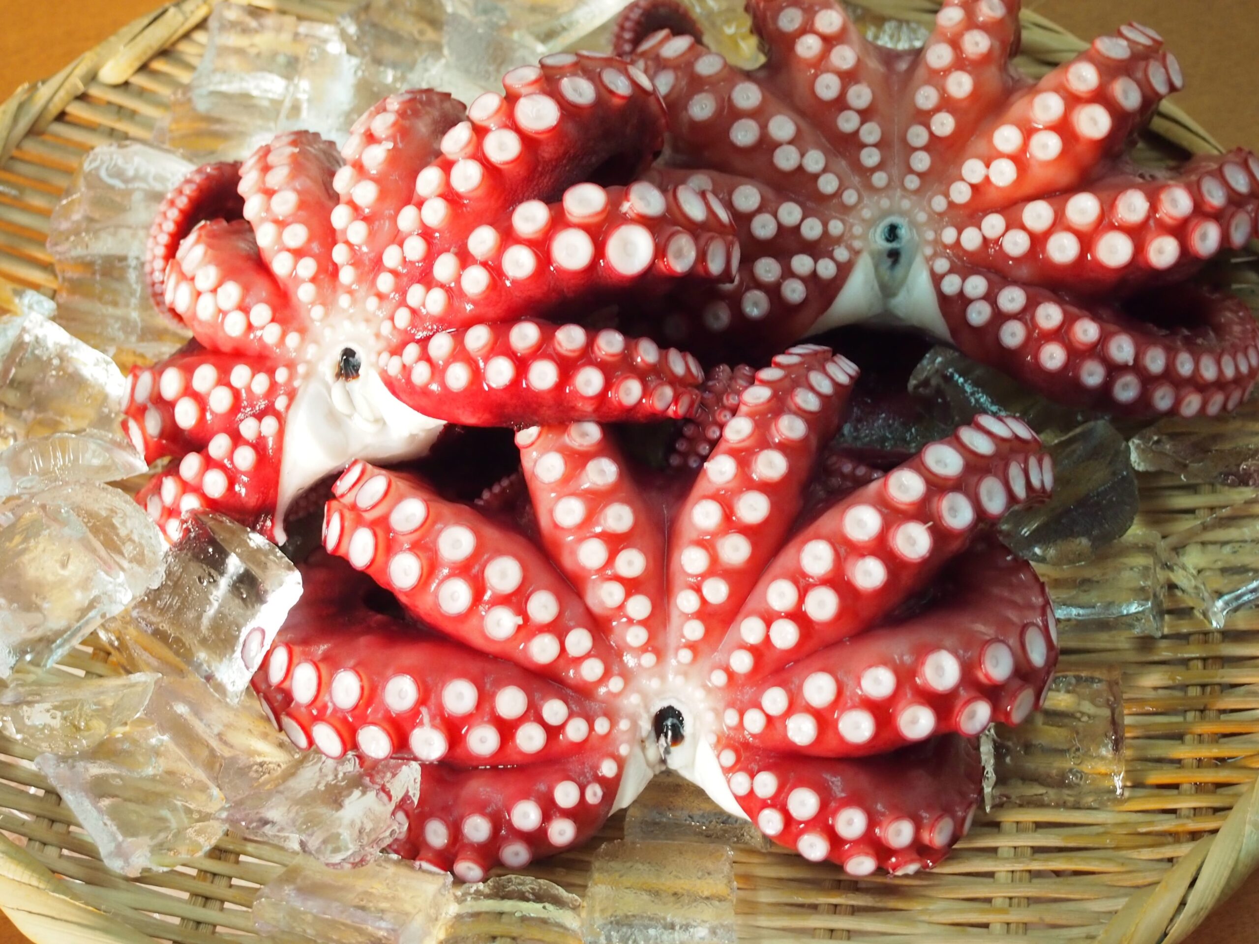 泉だこ