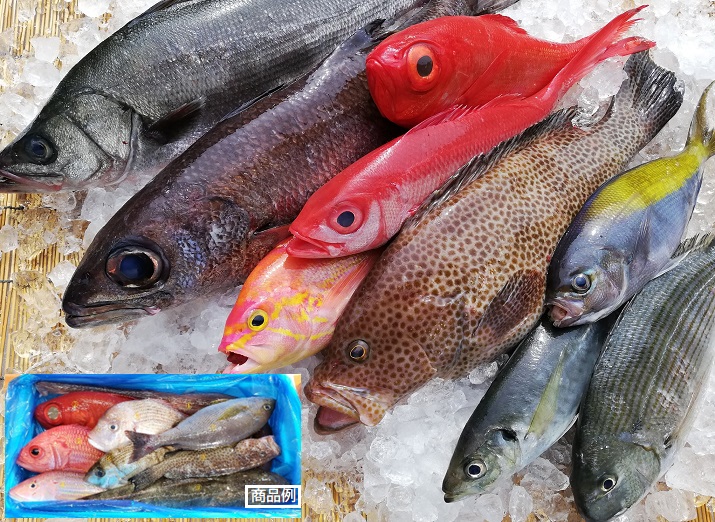 宿毛湾とれたて天然鮮魚