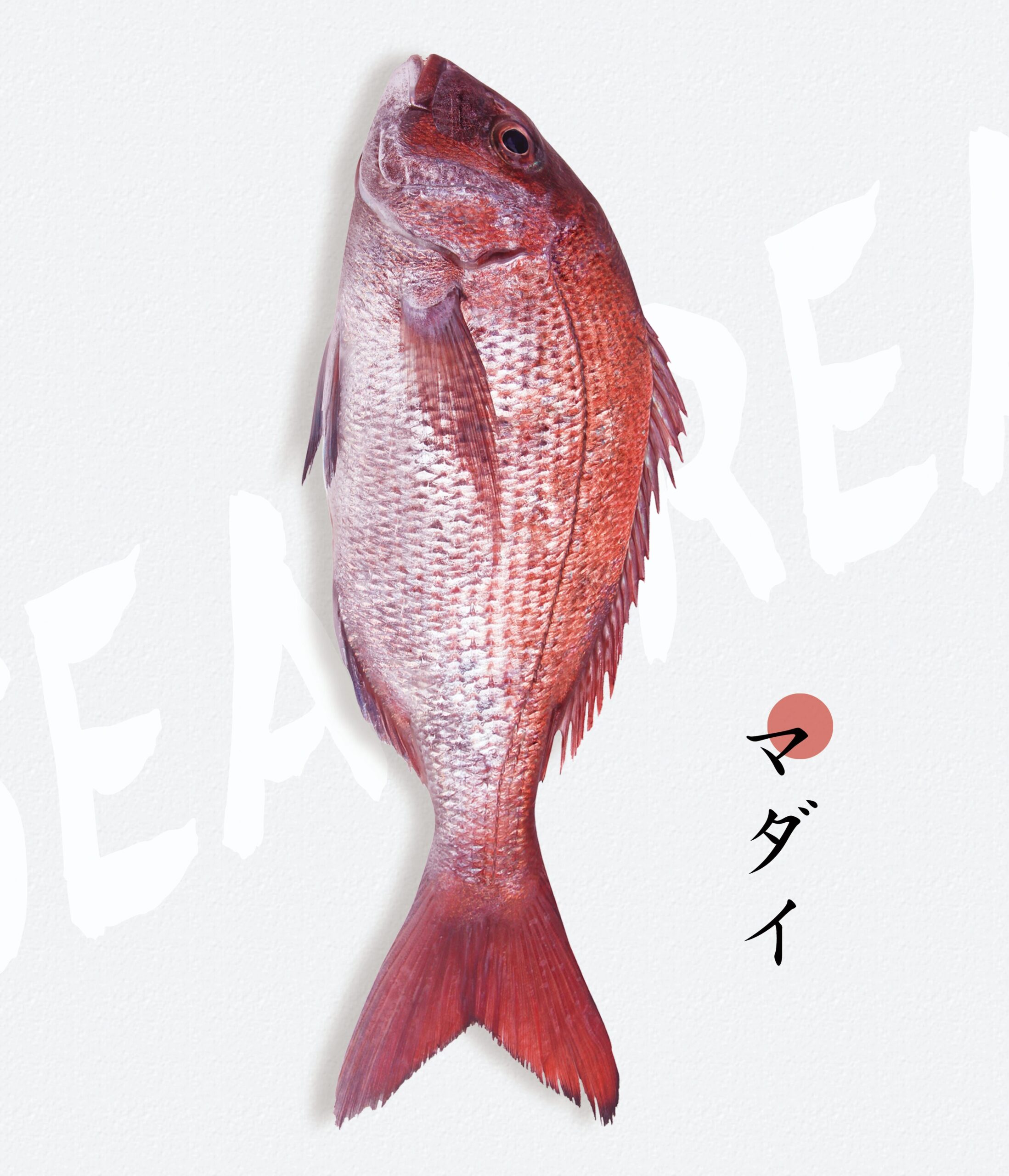 赤い seabream