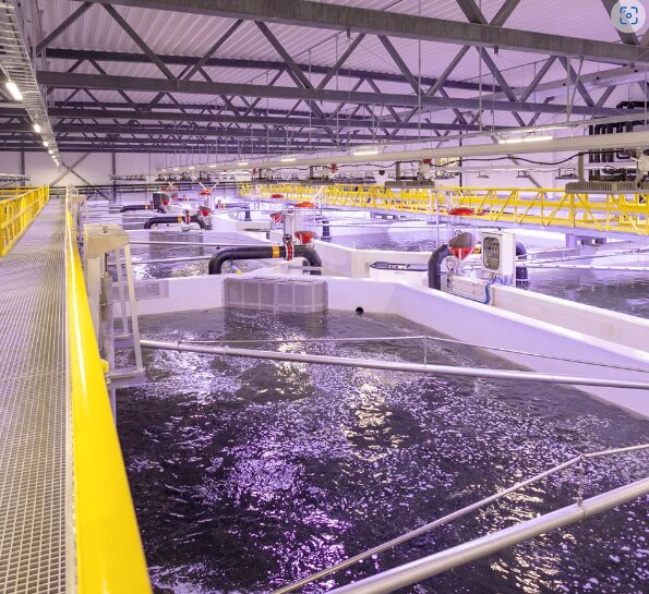 ピュアサーモンジャパン