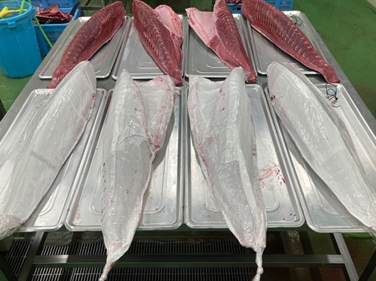 生鮮養殖黒潮本まぐろロイン