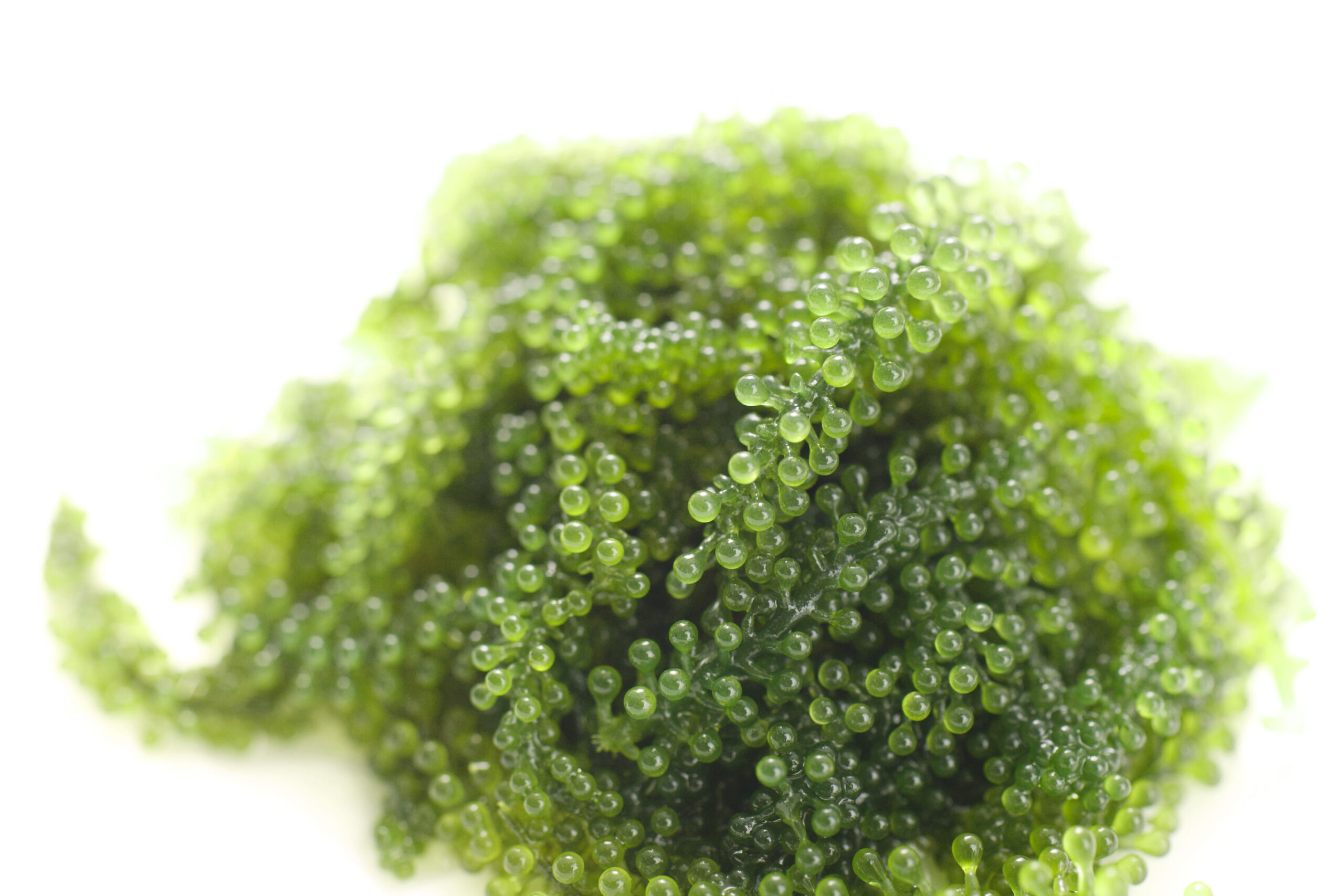 5倍に膨らむ 海ぶどう