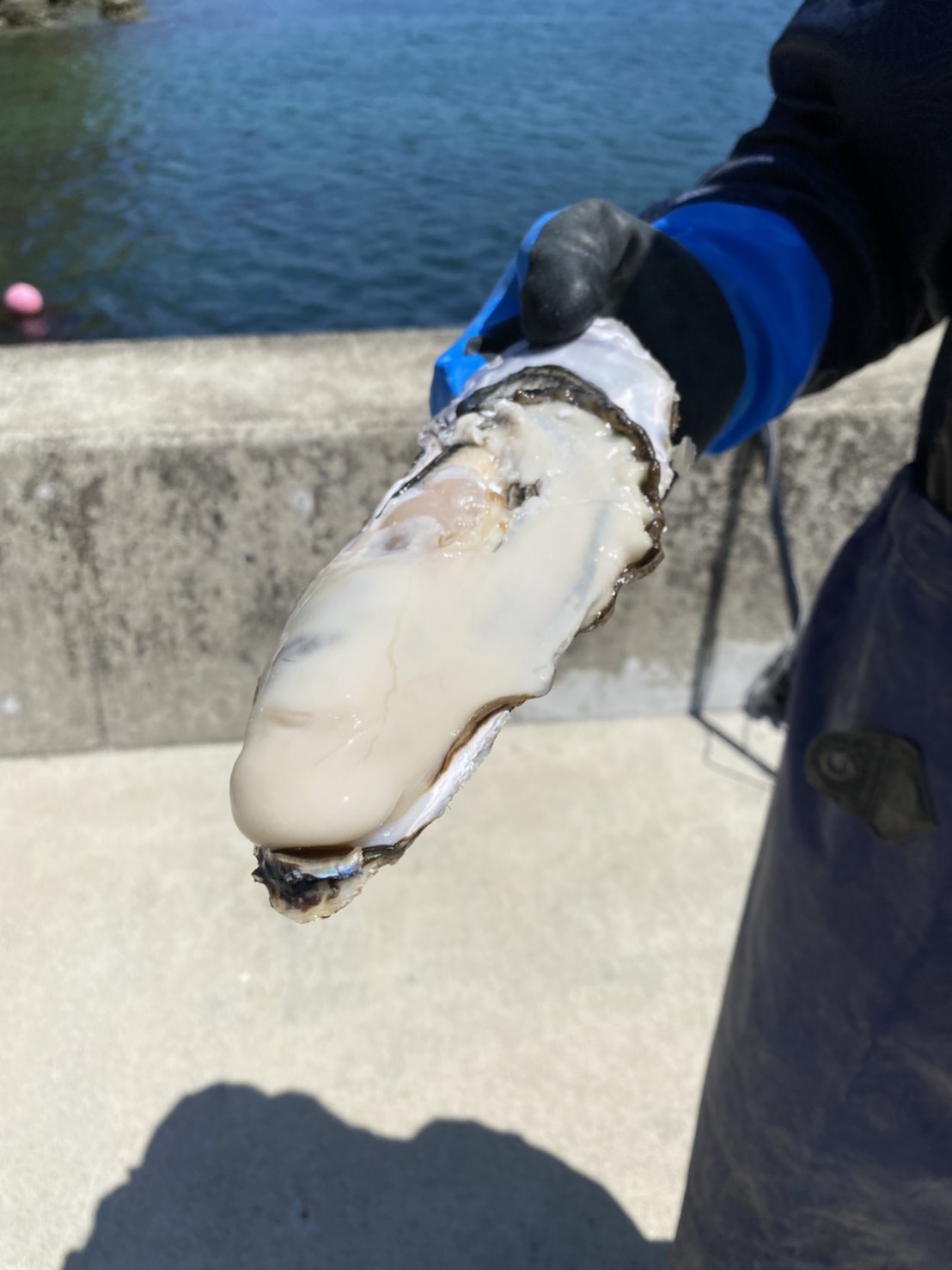 石巻の特大殻付き牡蠣『夢牡蠣』