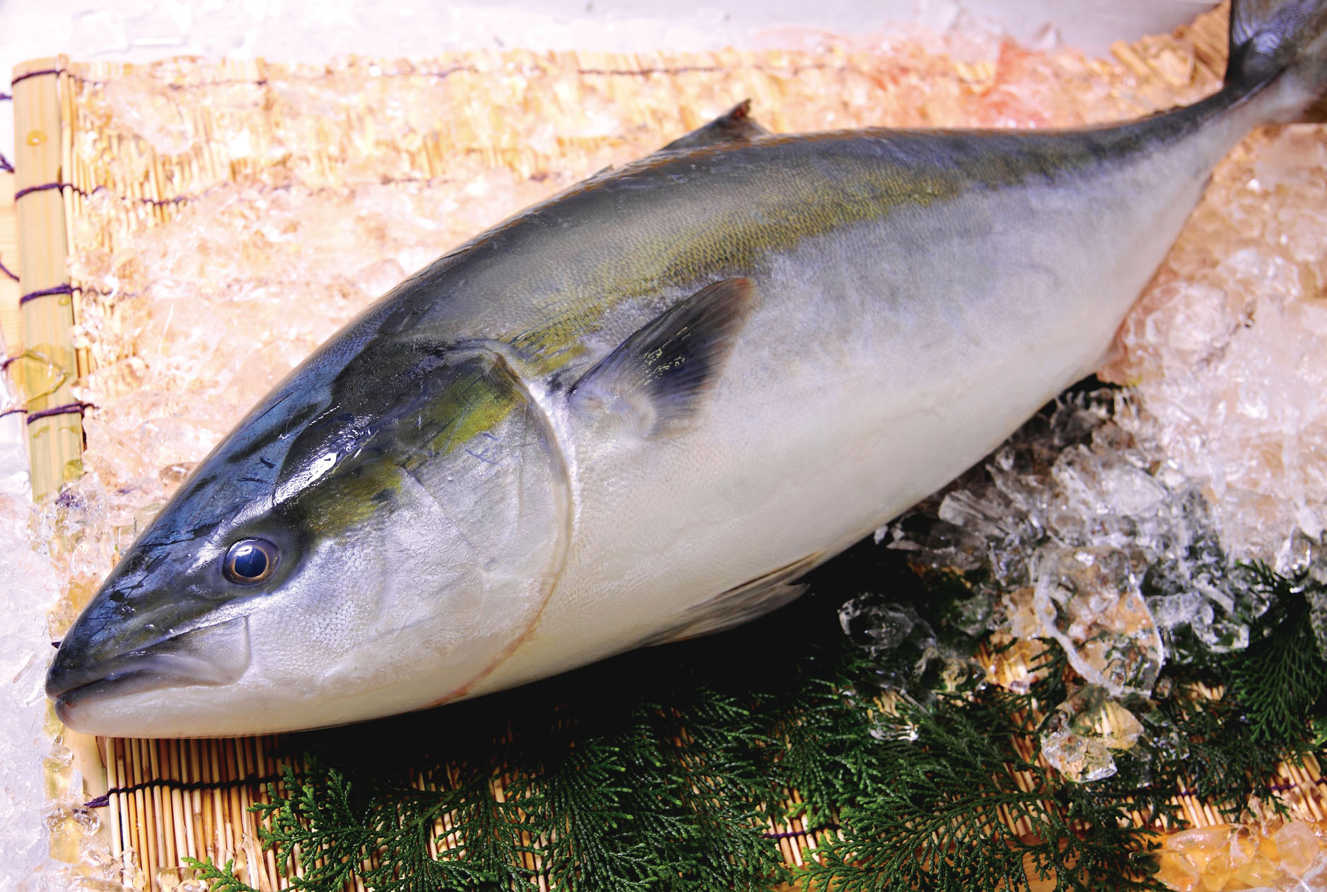 ひろびろいけすぶり