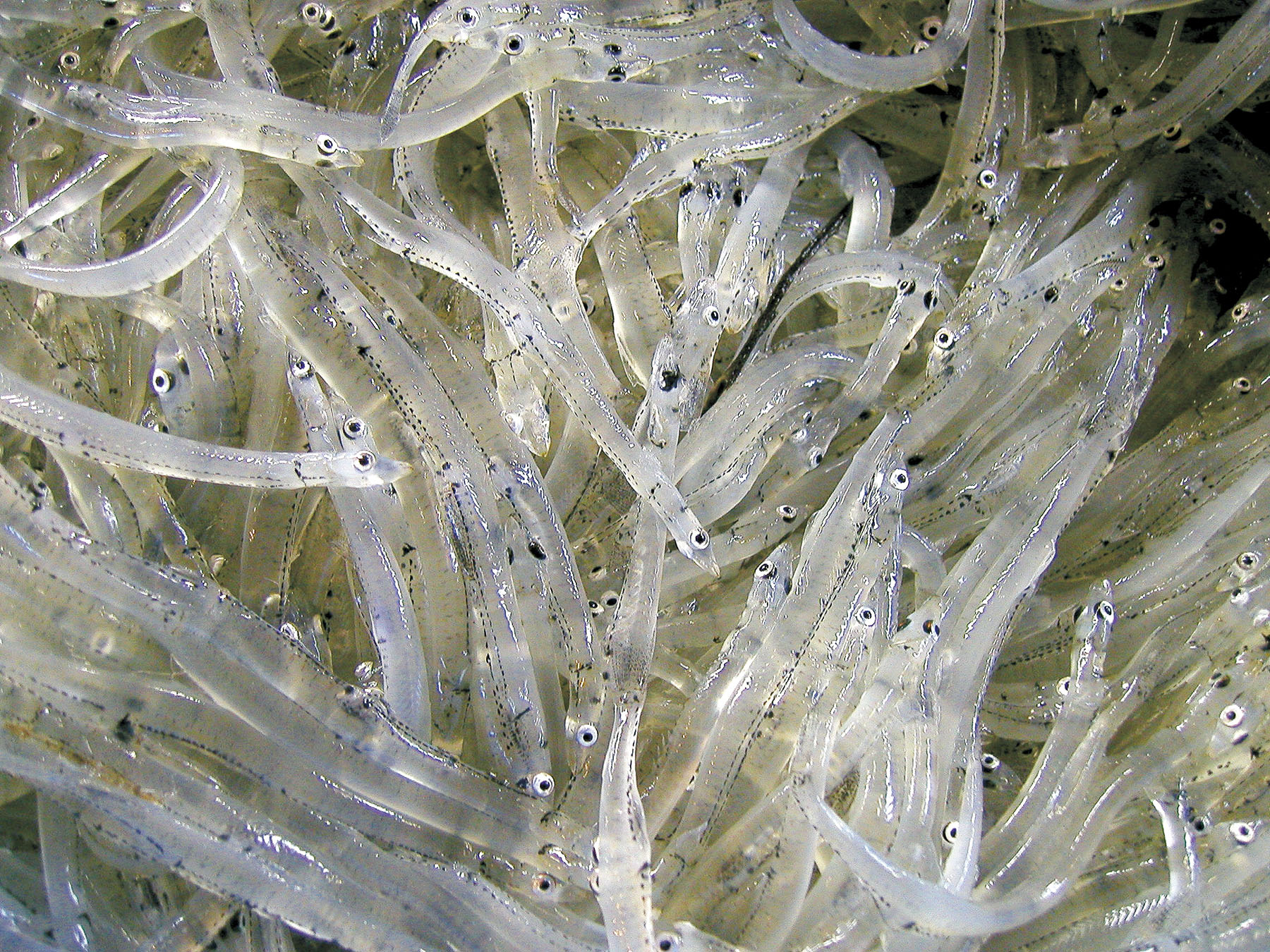 小川原湖産生しらうお