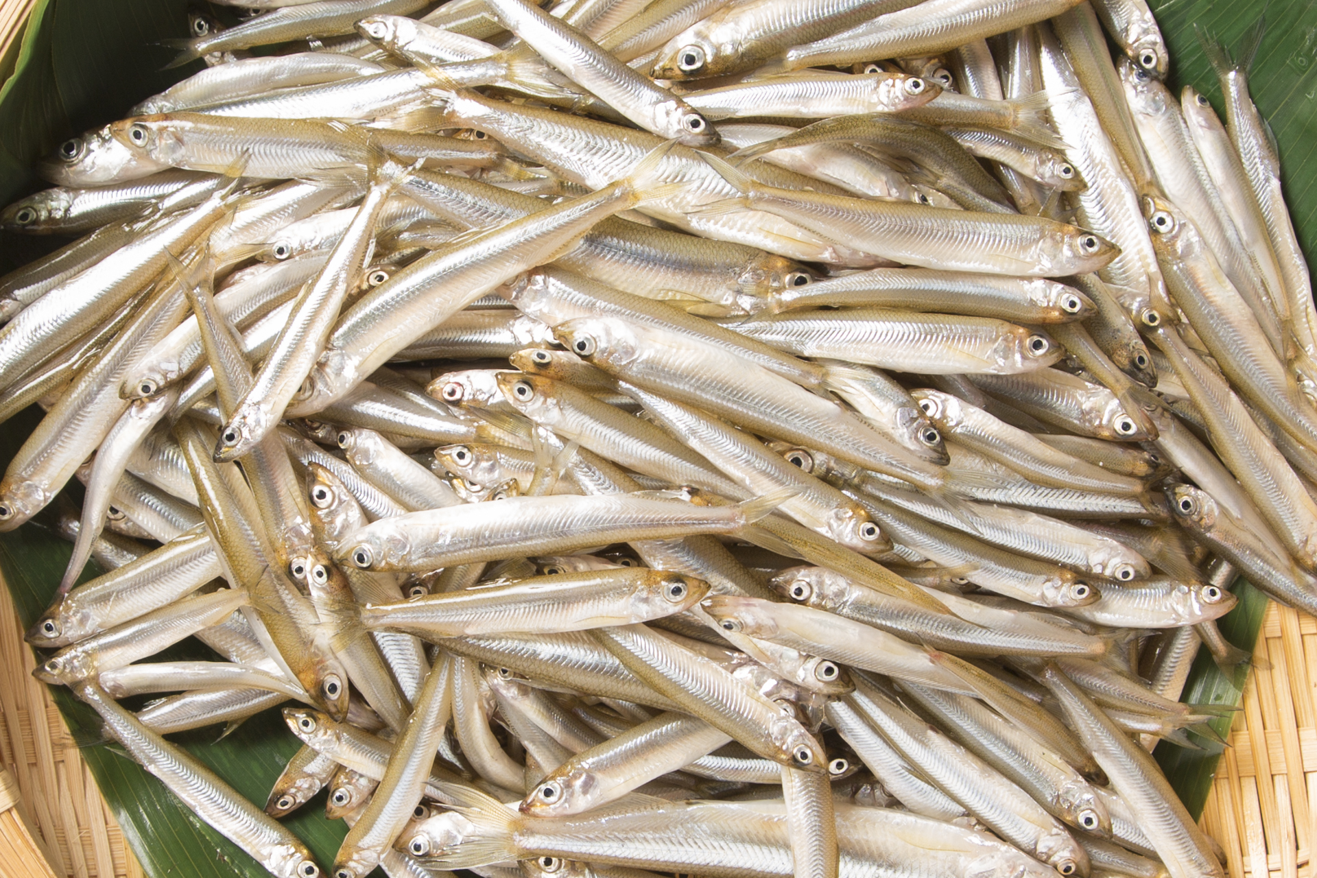 小川原湖産わかさぎ