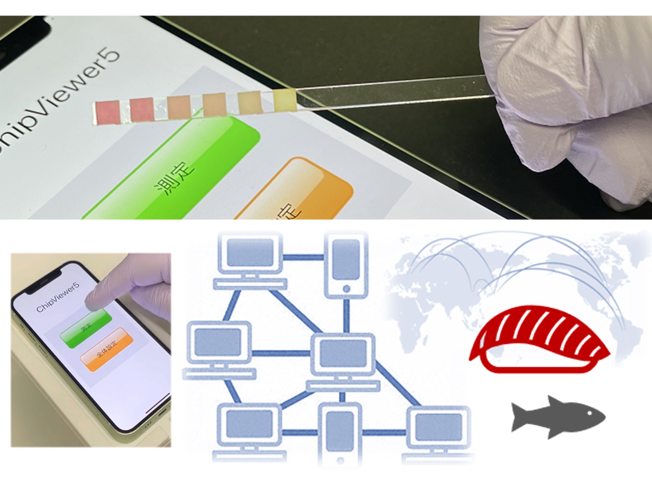 5分で鮮度チェック！JAS準拠・水産DXへつながる簡易試験紙