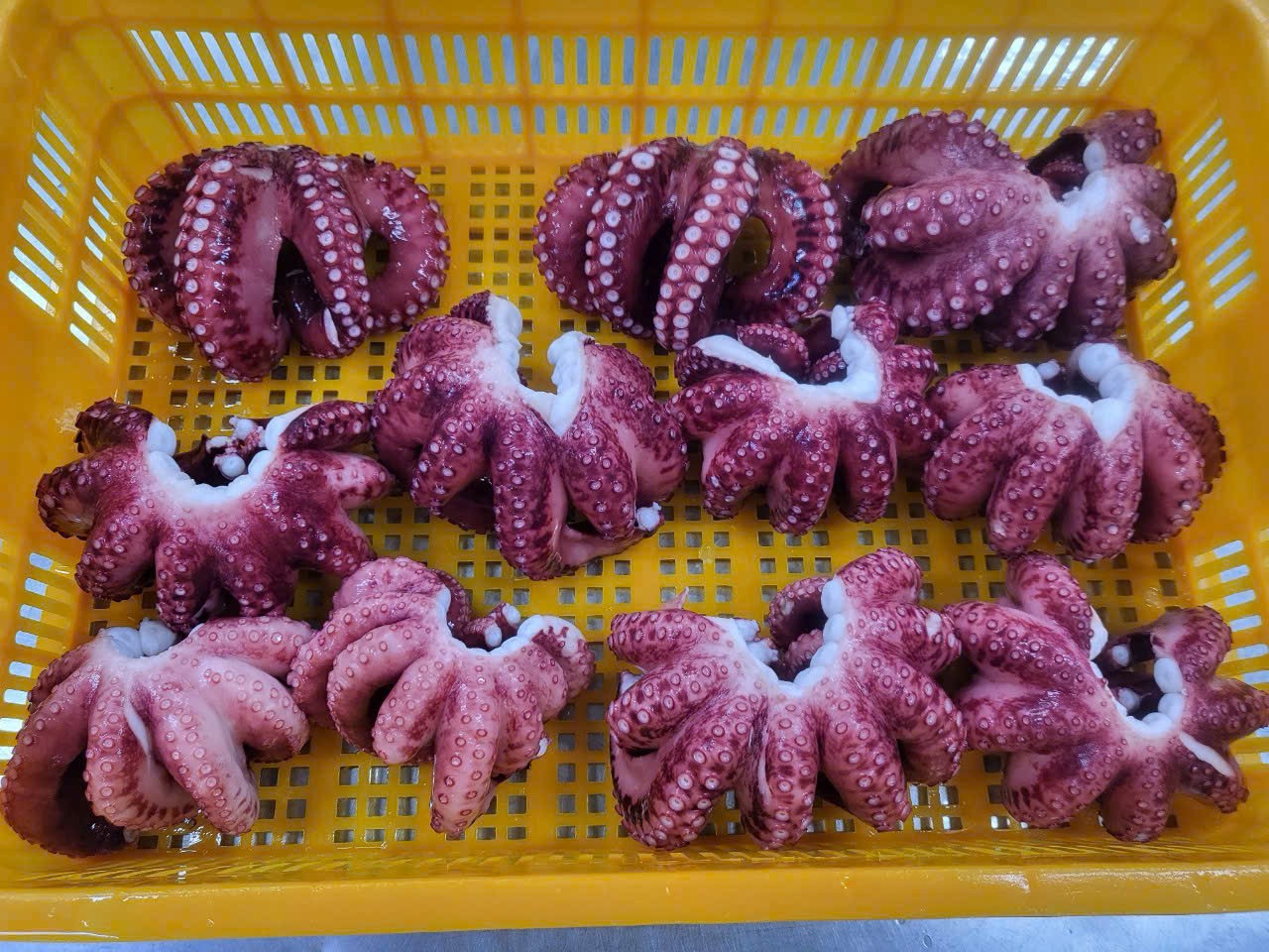 マダコ、岩ダコ、イイダコ