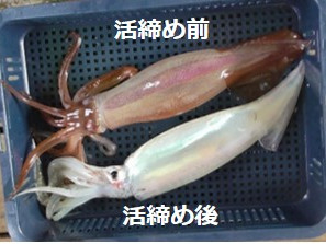 活締めスルメイカ