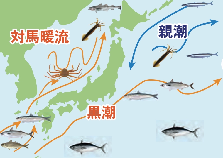 黒潮大蛇行にともなう海洋環境の変化と漁業の状況