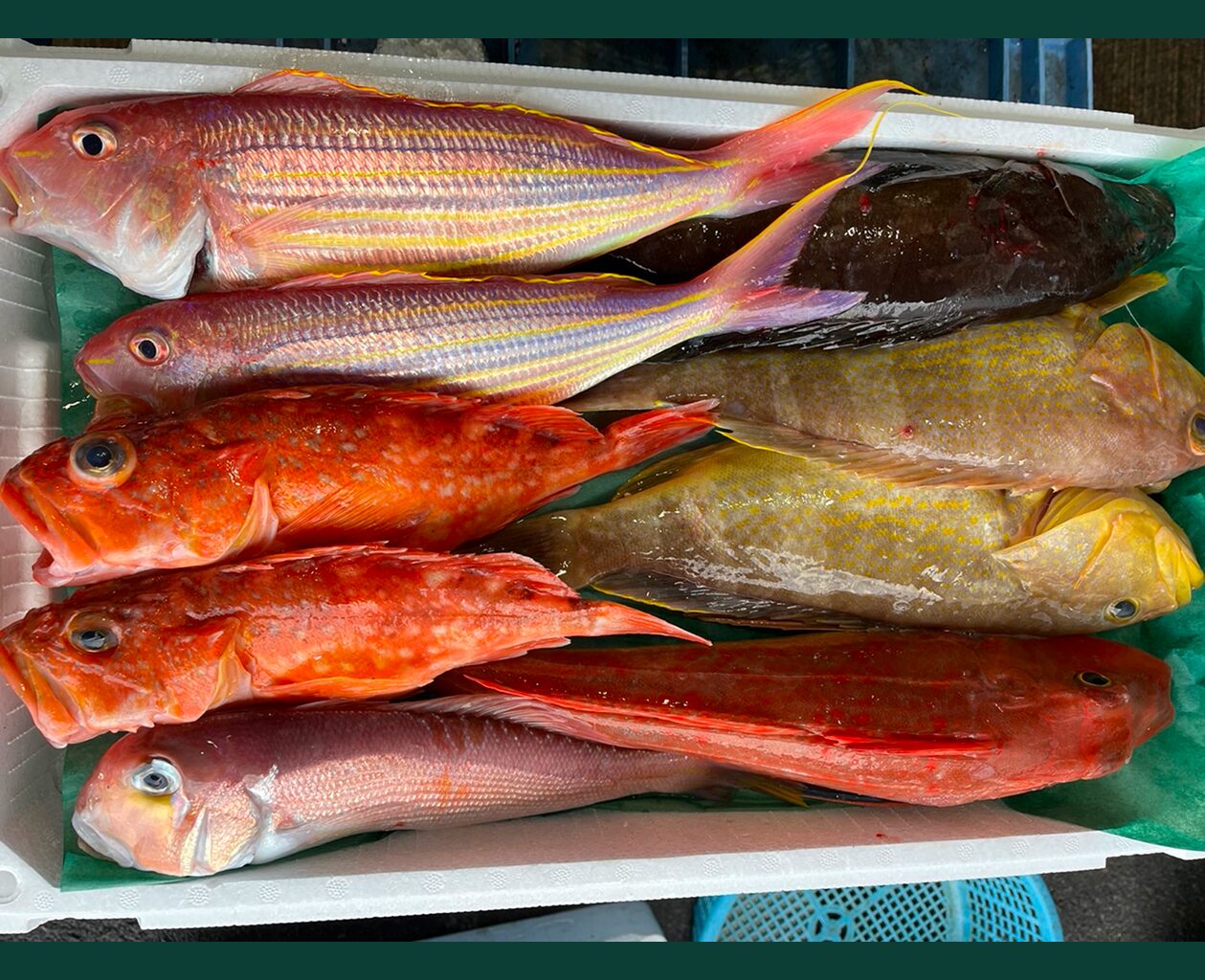 産直鮮魚セットの定期配送サービス