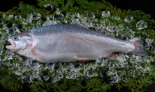 富士頂純サーモン　ラウンド