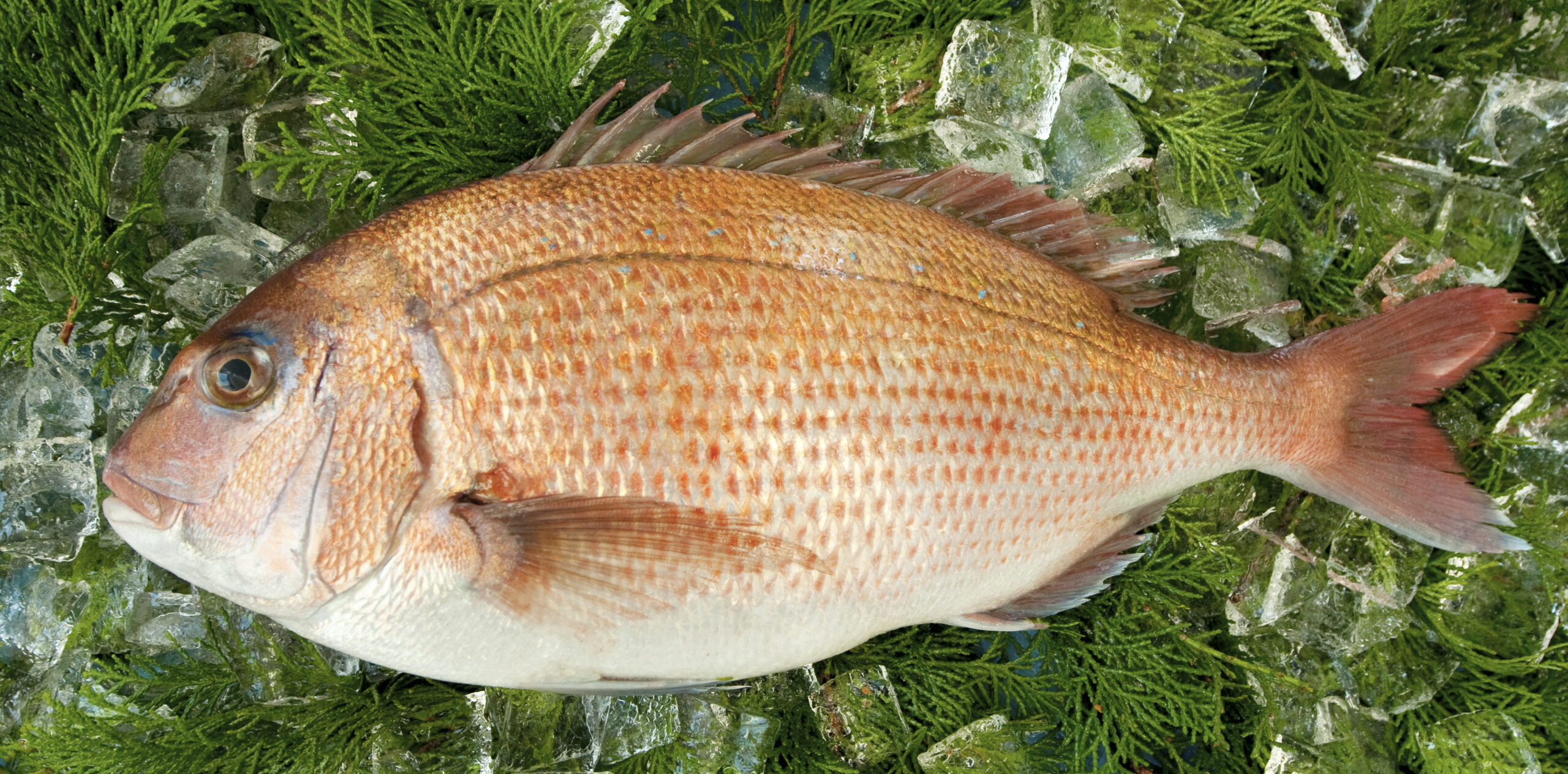 MEL認証マダイ(活締め、フィーレ)