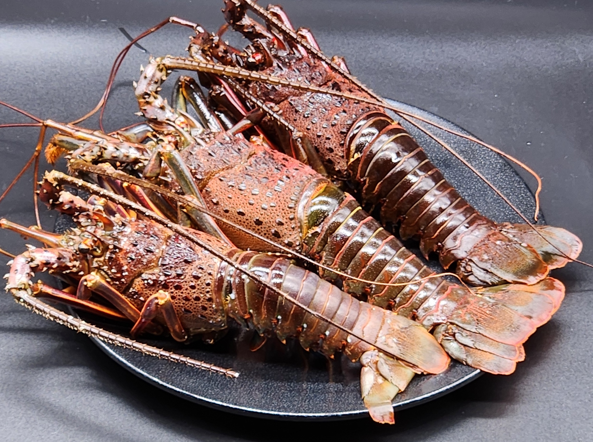 千葉県産活〆生冷伊勢海老