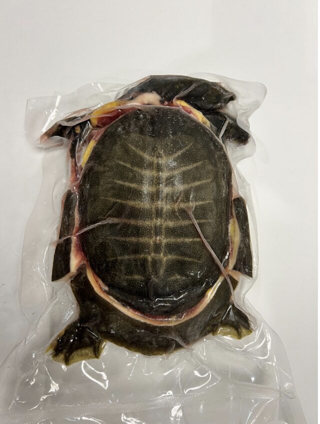 カット済みスッポン