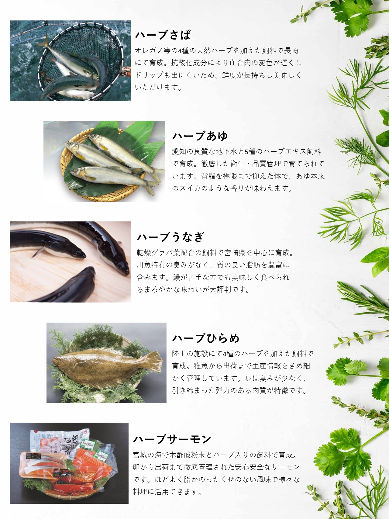 ハーブ水産物
