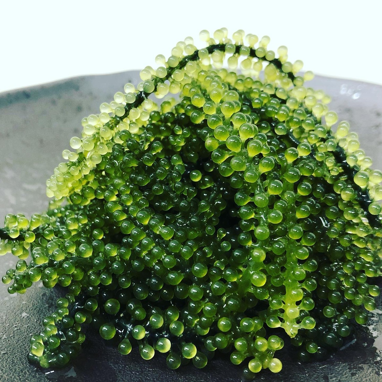 5倍に膨らむ海ぶどう