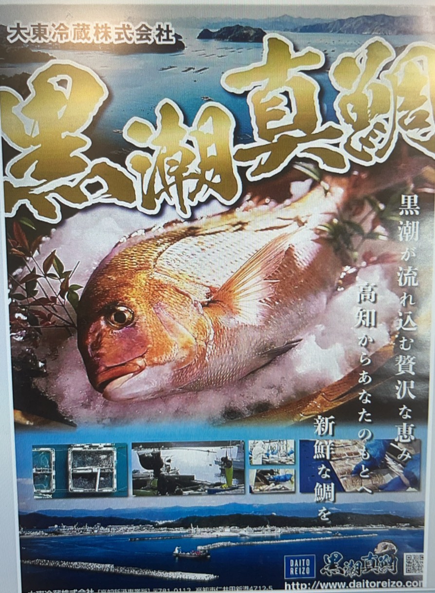 黒潮真鯛