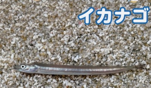 2026年のイカナゴ漁獲量と加工品価格に見られた乖離