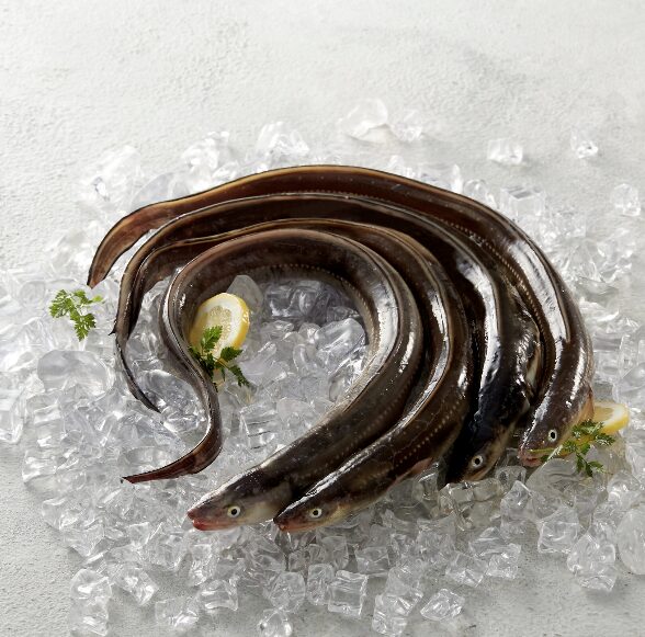 Sea eel