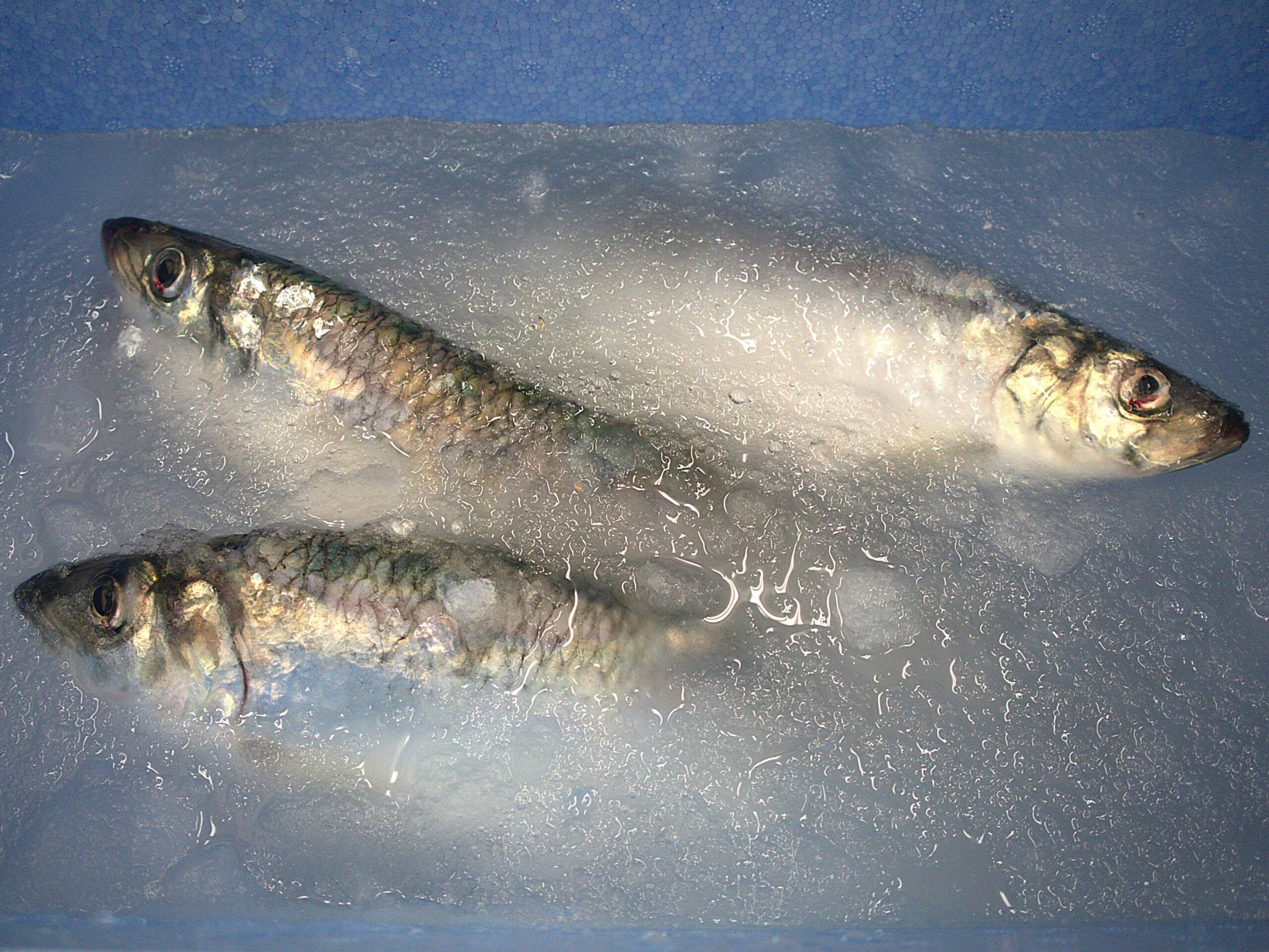 スラリーアイスを使った高鮮度鮮魚［試作品］