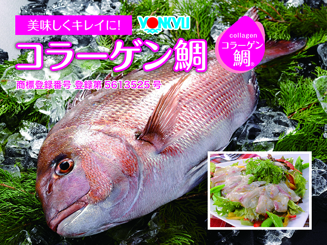 コラーゲン鯛