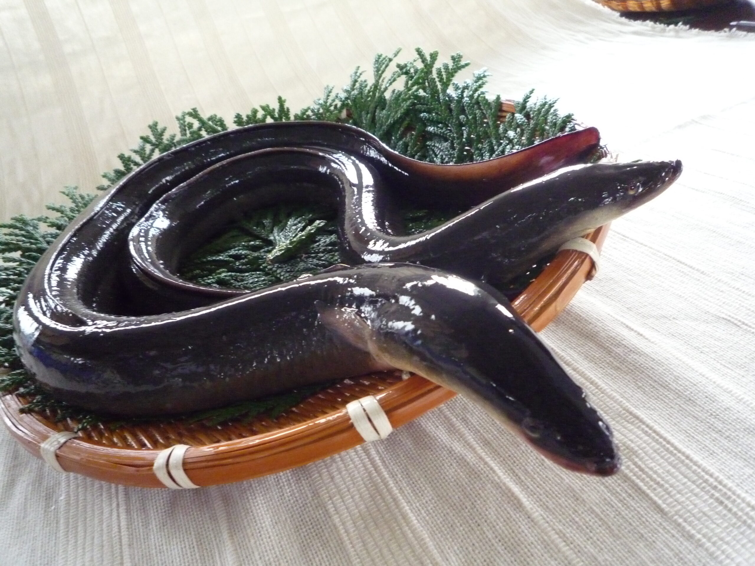 小川原湖産天然うなぎ