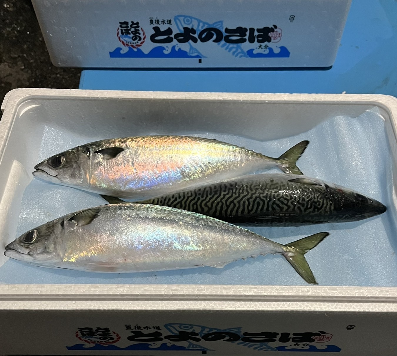 養殖マサバ「とよのさば」