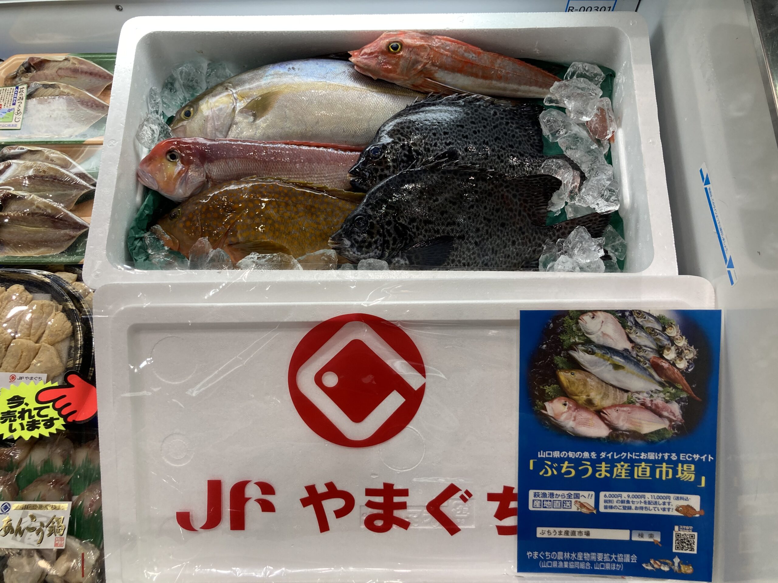 ぶちうま産直市場「鮮魚セット」